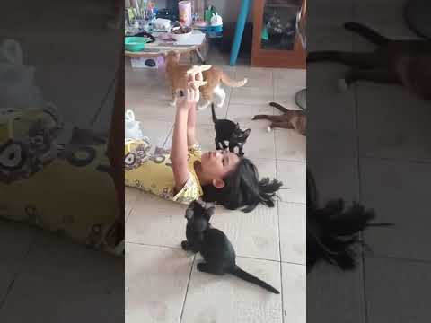 เล่นกับเเมว(เเบบไร้สาระ555)