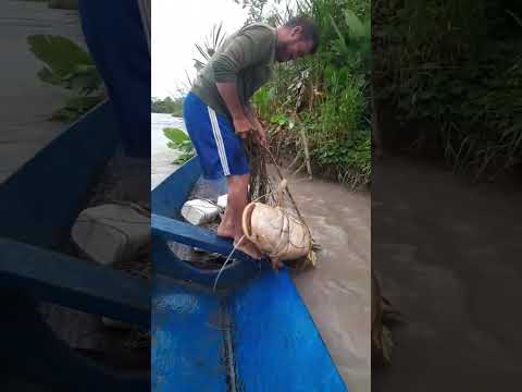 Catching big catfish with small boat #catfish #fishing #boat