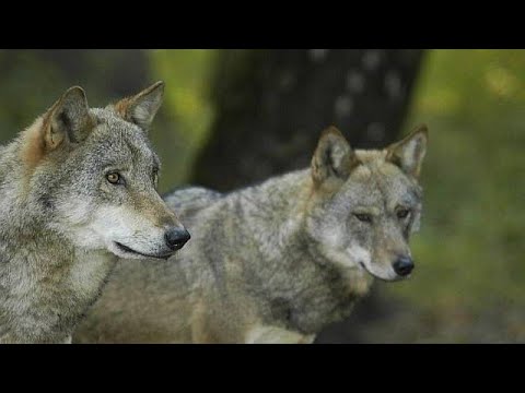 wildlife animal of Belarus . A country is Europe . #short #europe #wildlife #belarus #animal #nature