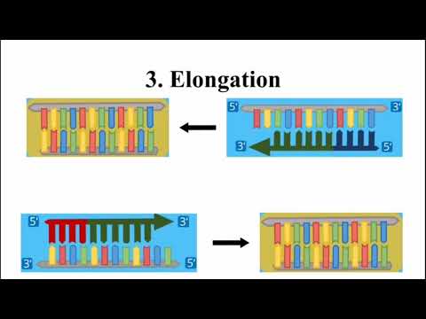 Der Genetische Fingerabdruck (Schulprojekt)