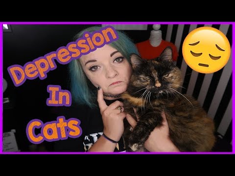 Is depression in cats real? - How to tell if my cat is depressed!