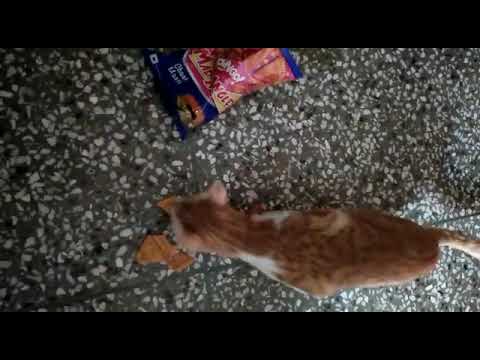 My cat is eating maddingles