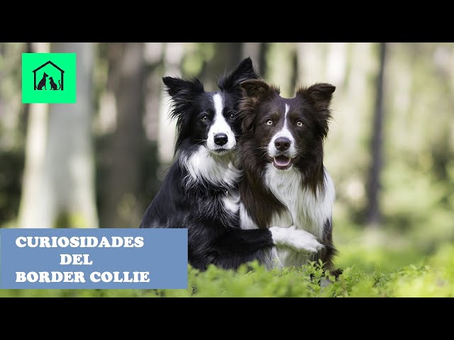 Vídeo relacionado con Border Collie Dad | The Dogfather | Parodia para Perros Camiseta, Hombre, Negro, L