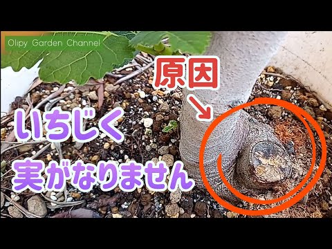イチジクで気根を育てるにはどうすればよいですか？なぜ彼らは現れるのでしょうか？試してみたい4つの方法  庭園