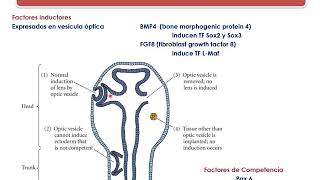 Mecanismos Celulares del Desarrollo 3: Comunicación celular