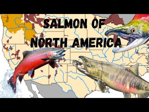The Salmon Species of North America: A species guide with range maps