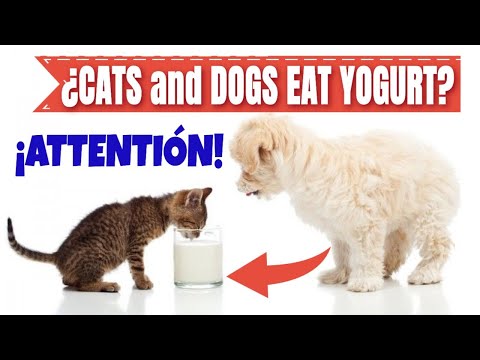 ¿Can CATS and DOGS Eat Yogurt? ¡Attentión! - YouTube