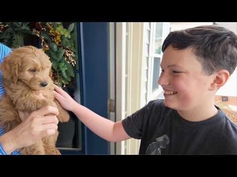 Lowes Goldendoodle
