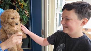 Bringing Home Our NEW Goldendoodle Puppy From Doodles of NC!