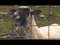 Taylor Swift I Knew You Were Trouble Ft Screaming Goat
