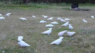 preview picture of video 'Australia Trip Part XXIII: Wild Cockatoos in Euroka Blue Mountains'