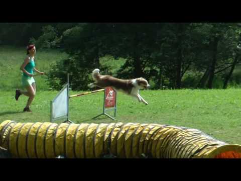 24.-30.7.2016 DAZZLING FLASH OF SILENT STORM - agility tábor Šumava