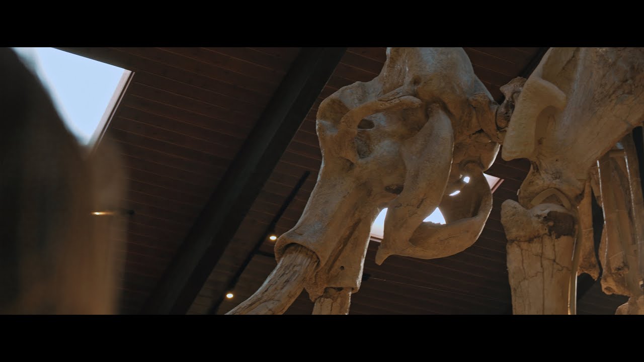 A Young Owl | Official Trailer