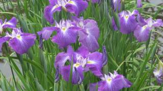 preview picture of video '広島県府中市上下町のあやめ 2010 IRIS IN JYOGE TOWN / sony dsc-hx5v'