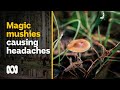 Magic mushroom season brings tourists on bad trips to this tiny town | ABC Australia Magic mushroom season brings tourists on bad trips to this tiny town | ABC Australia
