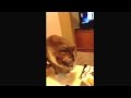 Mr Potato Chips Cat