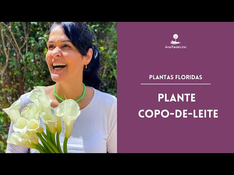 PLANTAS FLORIDAS:  Como cuidar de um Copo-de-leite