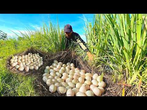 Amazing harvesting duck eggs - wow a man accidently found and picked up lots of duck eggs on grass!