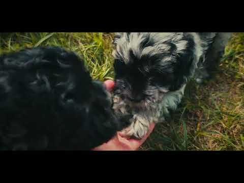 Cavapoo Welpe kaufen