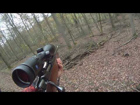 Schmalreh erlegt auf Drückjagd in RLP mit Sauer 80 in 30-06 (Roe deer shot on driven hunt, 30-06)