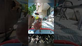 Download lagu Nyalakan suara Anda, inilah suara burung pipit rumah yang sedang memakan biji 🤯 @wildlife #BirdSounds mp3 Download lagu Nyalakan suara Anda, inilah suara burung pipit rumah yang sedang memakan biji 🤯 @wildlife #BirdSounds mp3