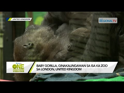 One Western Visayas: Baby Gorilla, ginakalingawan sa isa ka zoo sa London, United Kingdom