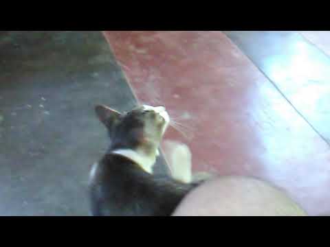 Cat funny 😀😀😀