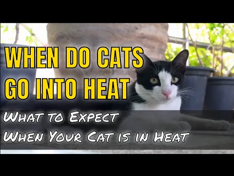 WHEN DO CATS GO INTO HEAT l What to Expect l V-21