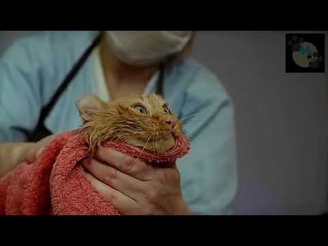 How To Wipe The Water From The Cat's Body And Cut The Hair Completely With a Trimmer