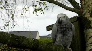 preview picture of video 'léo le perroquet  gris du gabon'