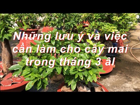 Những lưu ý và việc cần làm cho cây mai trong tháng 3 âm lịch