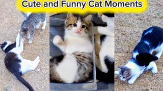 Cutest Kittens 😹Funny Moments 🐾️ Cute Cat and Kittens Video 🤣Playing #catsofyoutube #catlovers