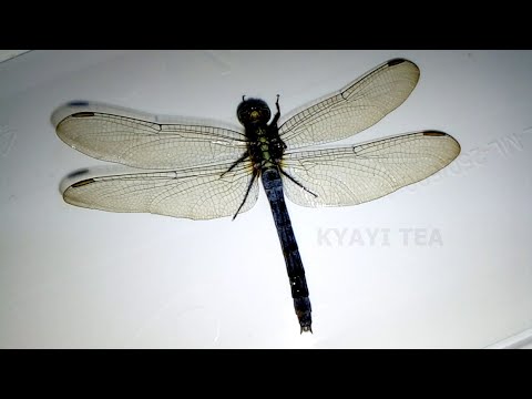 Ekiwuka Kino Bakiyita Namunkanga Dragonfly Sympetrum Flaveolum