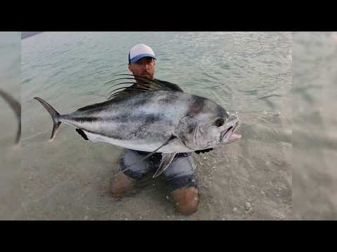 Pesca da riva ai grossi Roostefish in Baja California Sur Mexico