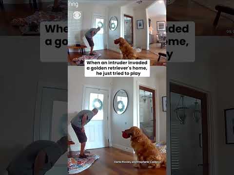 Golden retriever Nash thinks intruder is a friend, tries to play with him #shorts