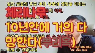 뿌리혹병 때문에 체리농장 망했다 1편