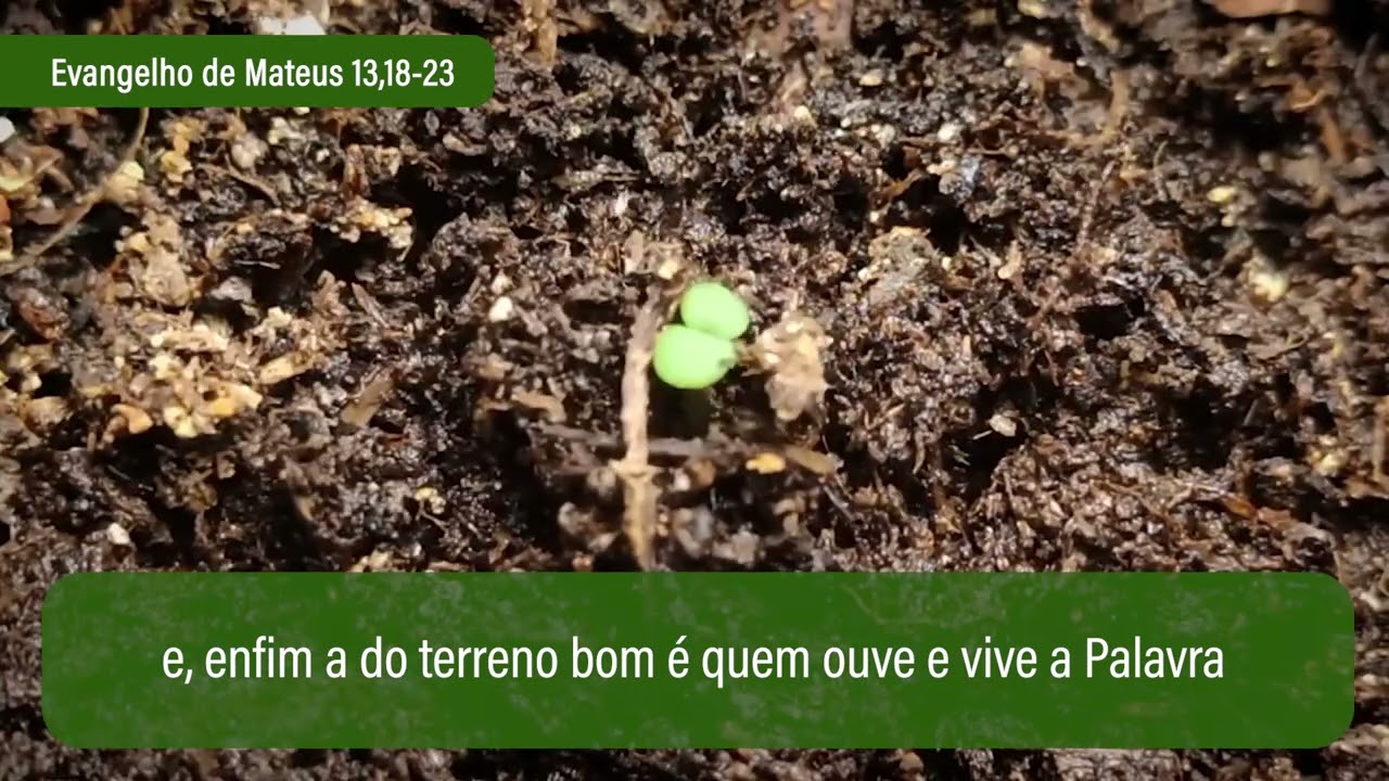24 de julho Evangelho de Mateus 13,18-23
