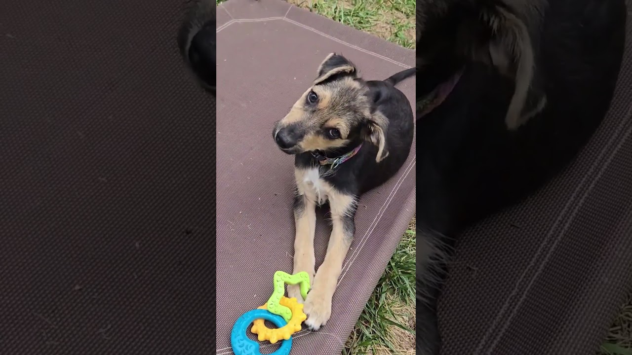 Millie, a Adoptable mixed breed in Evergreen, CO video 5/6