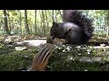 10 Hours Of Forest Animals Videos For Pets Oct 4 2020