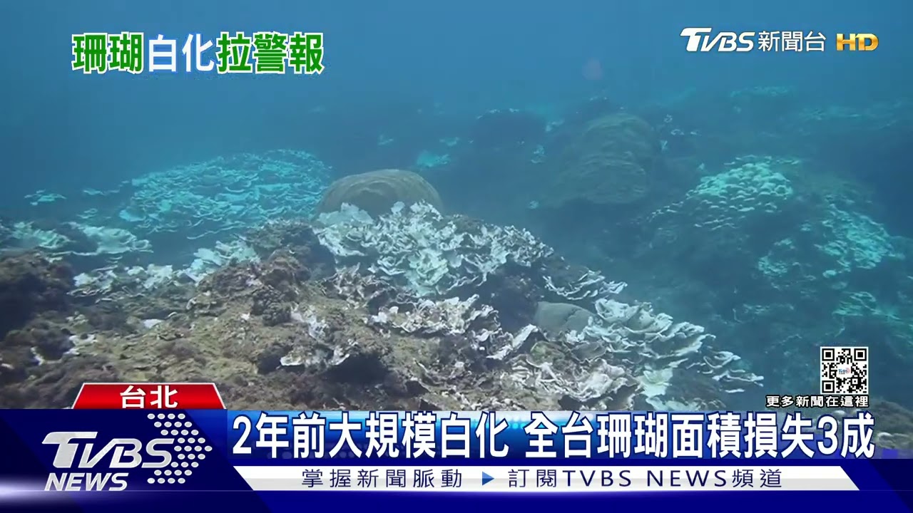 高溫拉警報!珊瑚泡在熱水裡煮 恐大規模「中暑」白化