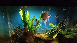 Albino Angelfish Tank Before & After Water Change
