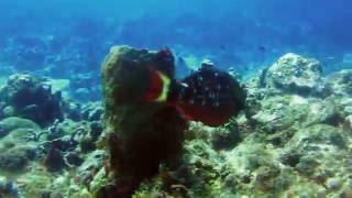 Stick Figure - Dreamland