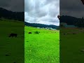In Haseen Wadiyon Kashmir Shorts