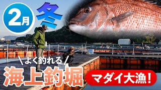 【2月釣り】海上釣り堀で休日満喫！もっとよく釣れるコツと楽しみ方！