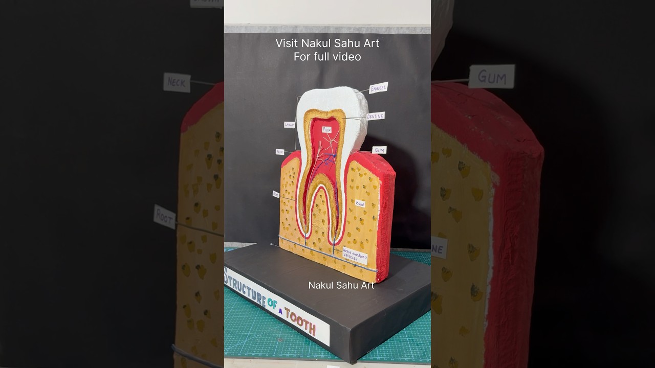 tooth structure 3d model project | biology project model | #shortsfeed |Nakul Sahu Art