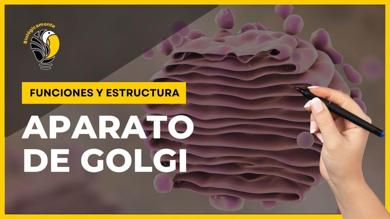 APARATO DE GOLGI - Funciones y Estructura 👍
