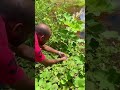 Wild strawberries | Fragaria vesca | currants |