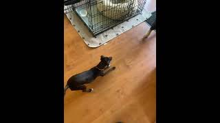 Video preview image #1 Chipin Puppy For Sale in Escondido, CA, USA