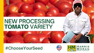 NEW Processing Tomato variety 7103 - #ChooseYourSeed | HM.CLAUSE