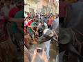 Sultan Last Video Last Moments Cow Bull Bulllovers Sad Missyou Ytshorts Qurbani Mandi